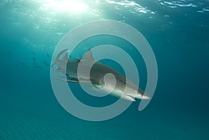 Lemon Shark Swimming