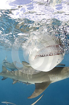 Lemon Sharks