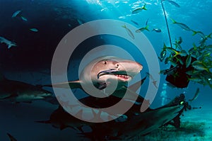 Lemon Sharks