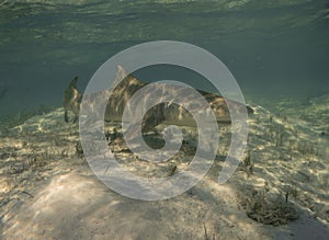 Lemon Sharks (Negaprion brevirostris) in the shallow water in Bimini, Bahamas