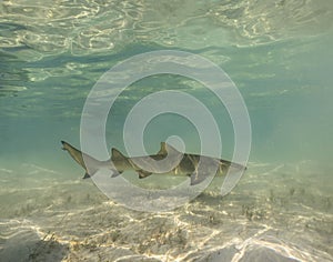 Lemon Sharks (Negaprion brevirostris) in the shallow water in Bimini, Bahamas