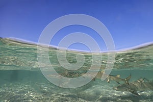 Lemon Sharks (Negaprion brevirostris) in the shallow water in Bimini, Bahamas