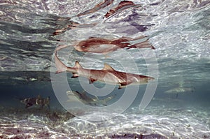 Lemon Sharks (Negaprion brevirostris) in the shallow water in Bimini, Bahamas