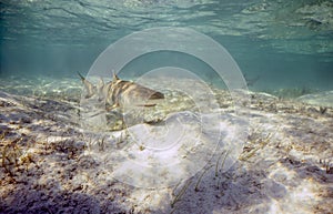 Lemon Sharks (Negaprion brevirostris) in the shallow water in Bimini, Bahamas