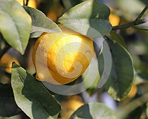 Limone Sicilia sospeso un albero 