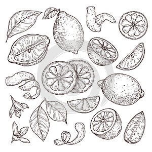 Lemon sketch. Hand drawn oranges lime, pencil drawing citrus flowers, blossom branch and zest. Isolated sliced fruits