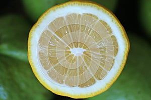 Lemon slice on green background.