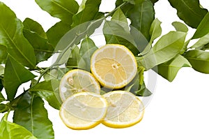 Lemon slices against the background of green lemon branches