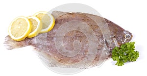 Lemon sole