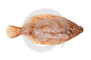 Lemon sole fish