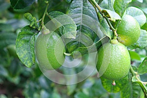 lemon stock on tree in farm