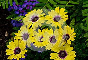 Yellow Daisy with Purple Center