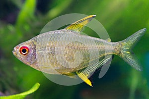 Lemon Tetra Hyphessobrycon pulchripinnis Aquarium Tropical Fish
