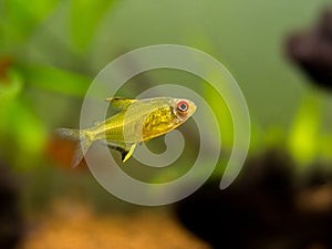 Lemon tetra Hyphessobrycon pulchripinnis  in a fish tank