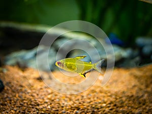 Lemon tetra Hyphessobrycon pulchripinnis  in a fish tank