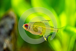 lemon tetra (Hyphessobrycon pulchripinnis ) in a fish tank with blurred background