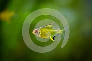 Lemon tetra Hyphessobrycon pulchripinnis  isolated in a fish tank