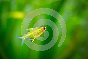 Lemon tetra Hyphessobrycon pulchripinnis  isolated in a fish tank with blurred background
