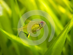 Lemon tetra Hyphessobrycon pulchripinnis  isolated in a fish tank with blurred background