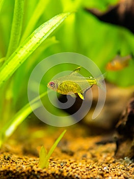 Lemon tetra Hyphessobrycon pulchripinnis  isolated in a fish tank with blurred background