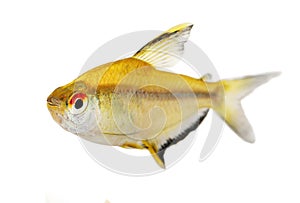 Lemon tetra Hyphessobrycon pulchripinnis tropical freshwater aquarium fish