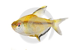 Lemon tetra Hyphessobrycon pulchripinnis tropical freshwater aquarium fish photo
