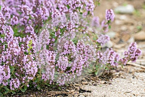 Lemon thyme in bloom (Thymus pulegioides).