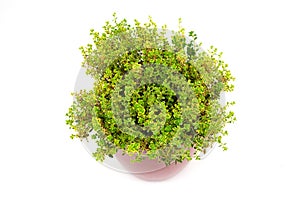 Lemon Thyme herb in pot