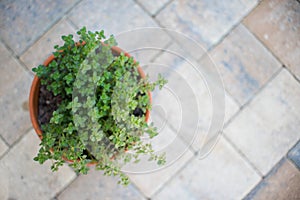 Lemon thyme leaves from the herb garden. Thymus citriodorus or lemon thyme or Citrus thyme