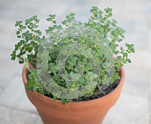 Lemon thyme leaves from the herb garden. Thymus citriodorus or lemon thyme or Citrus thyme