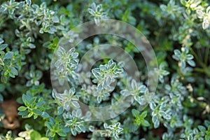 Lemon thyme leaves from the herb garden. Thymus citriodorus or lemon thyme or Citrus thyme