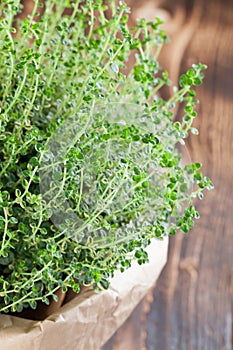 Lemon thyme plant