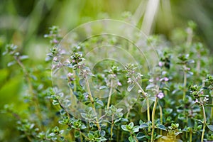 Lemon Thyme small flowers (Thymus citriodorus)