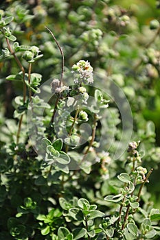 Lemon thyme (Thymus citriodorus)