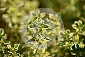 Lemon thyme (Thymus citriodorus) photo