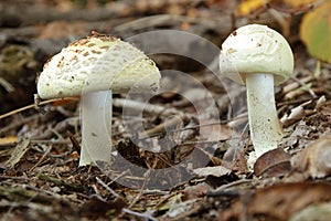 Lemon toadstool growing in the forest