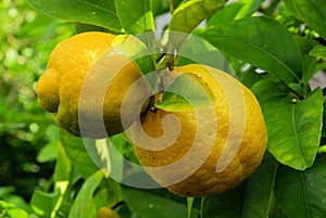 Lemon on tree