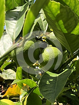 Lemon tree