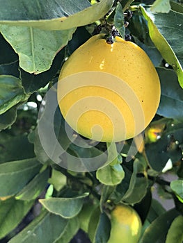 Lemon tree