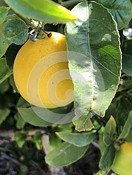 Lemon tree