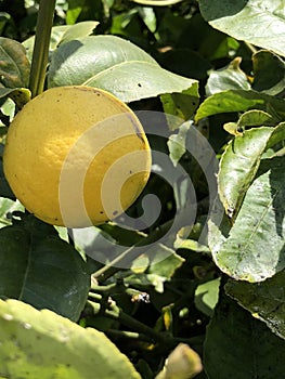 Lemon tree