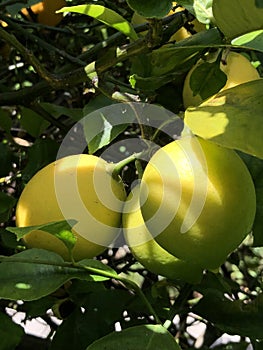 Lemon tree