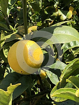 Lemon tree