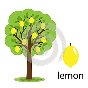 Lemon tree