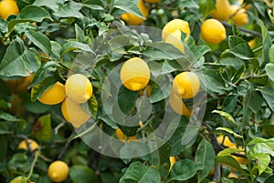 Lemon tree