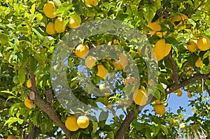 Lemon tree