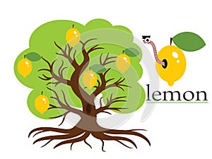 Lemon tree