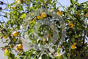 Lemon tree