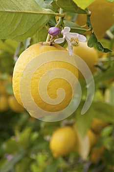 Lemon tree