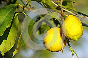 Lemon Tree